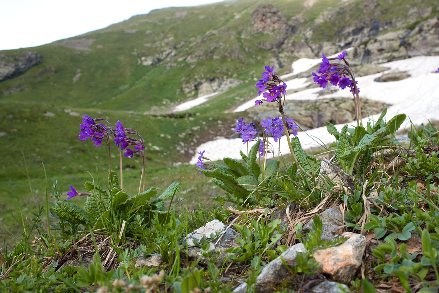 Изображение особи Primula amoena.