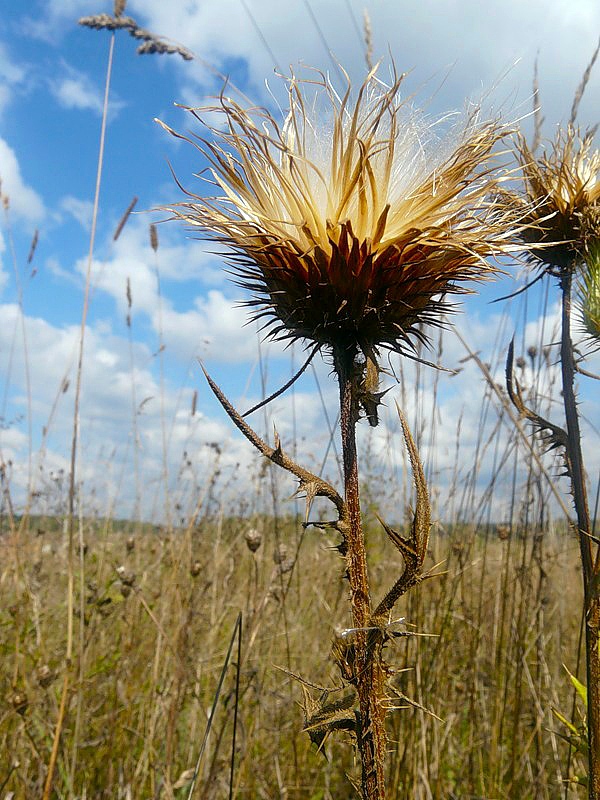 Image of Cirsium vulgare specimen.