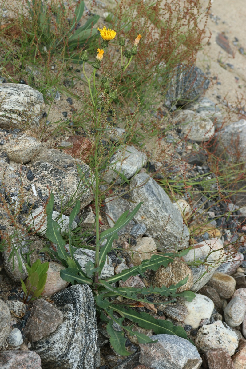 Изображение особи Sonchus humilis.