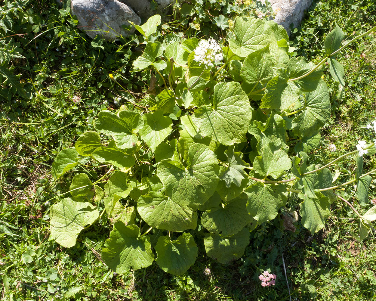 Изображение особи Valeriana alliariifolia.