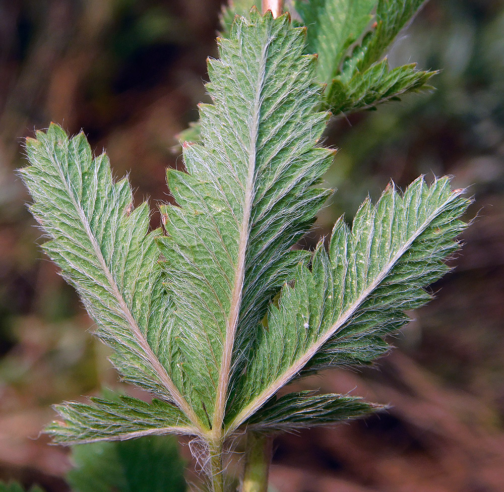 Image of Potentilla recta specimen.