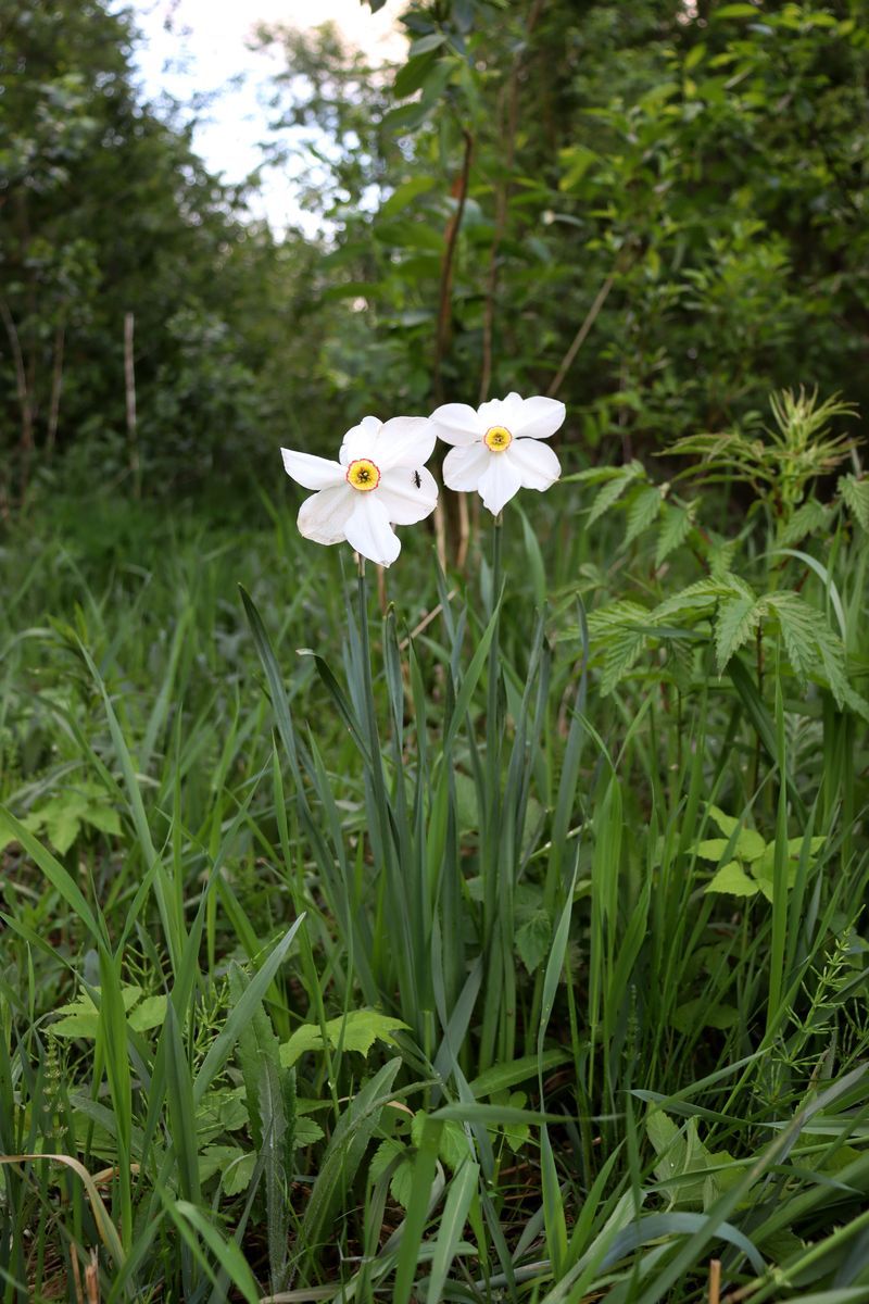 Image of genus Narcissus specimen.