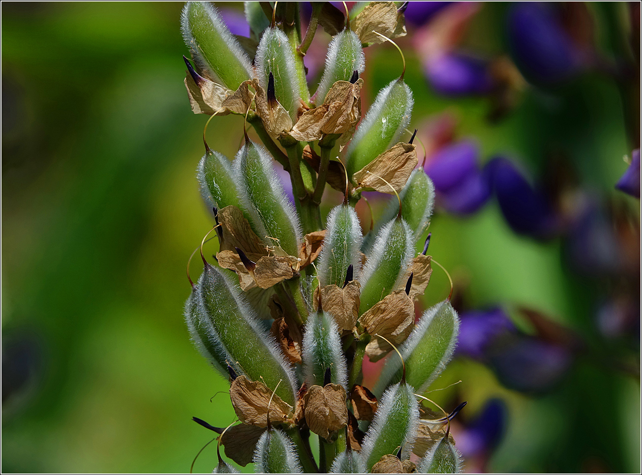 Изображение особи Lupinus polyphyllus.