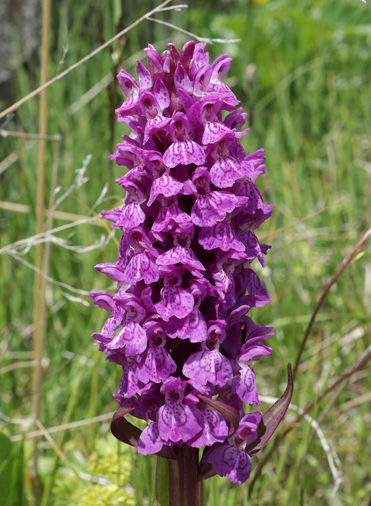 Image of Dactylorhiza incarnata specimen.