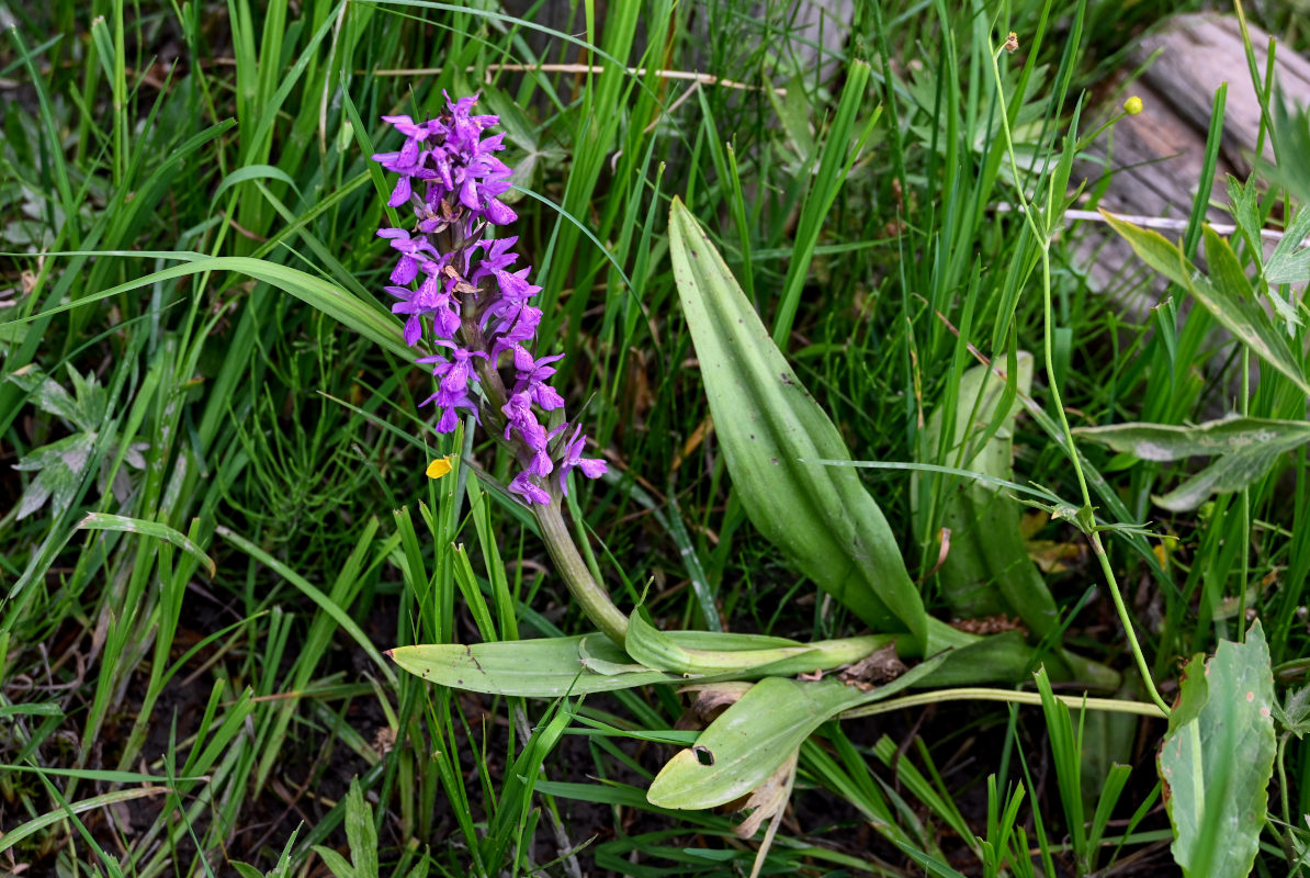 Image of Dactylorhiza umbrosa specimen.