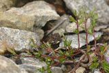 Salix kazbekensis. Цветущее растение. Карачаево-Черкесия, Карачаевский р-н, Большой Кавказ, ущелье р. Кичкинекол (Узункольский), ≈ 2340 м н.у.м., морена ледника Большой Кичкинекол, среди камней. 21.07.2023.