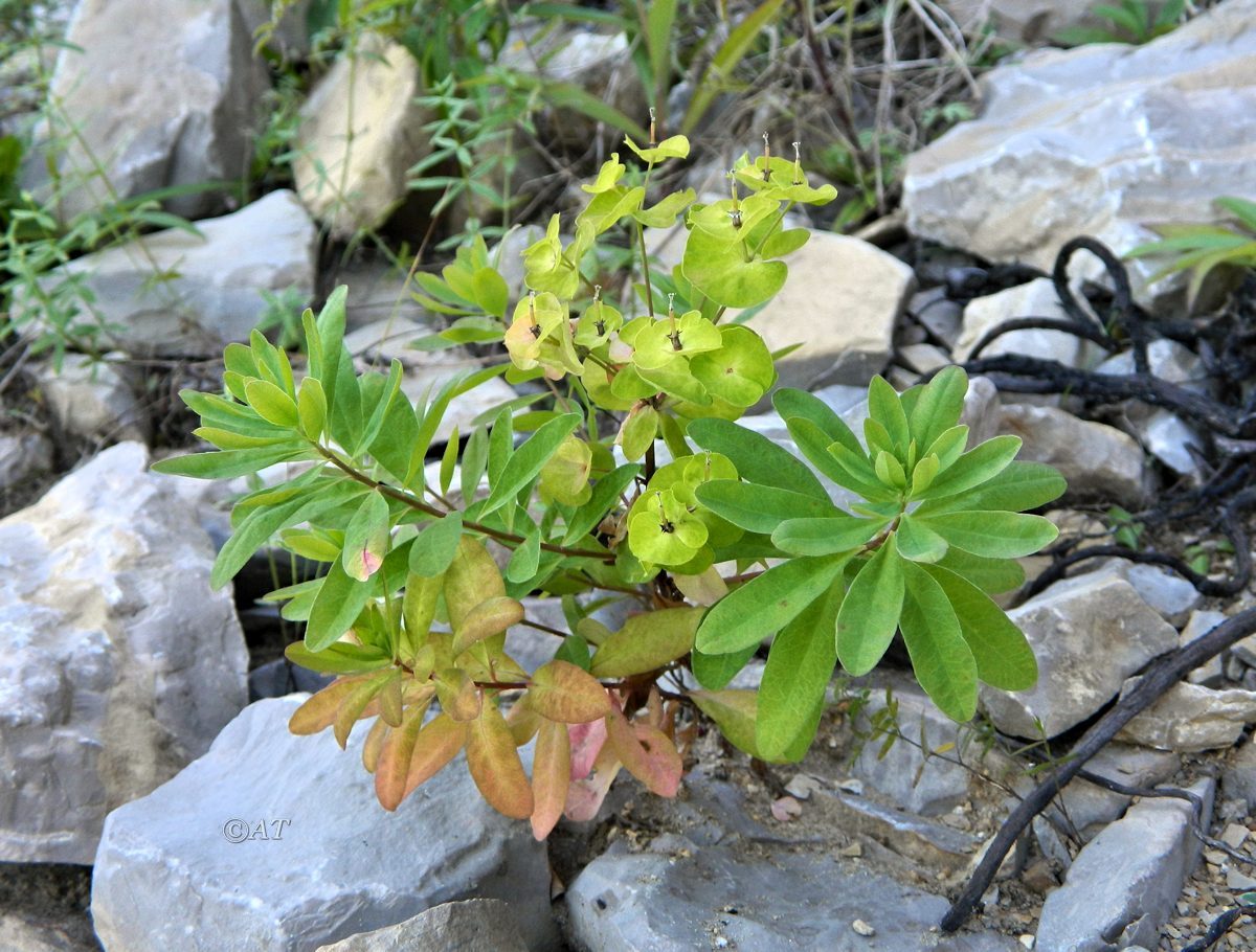 Изображение особи род Euphorbia.