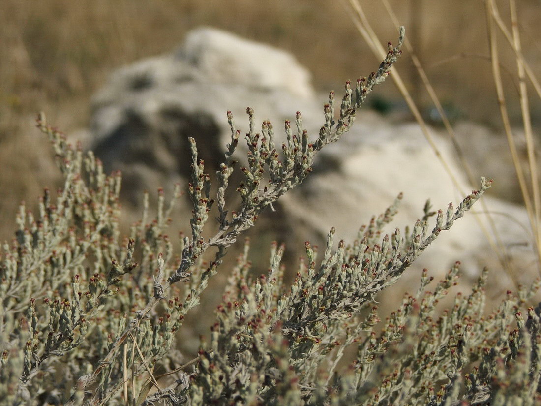 Image of Artemisia dzevanovskyi specimen.