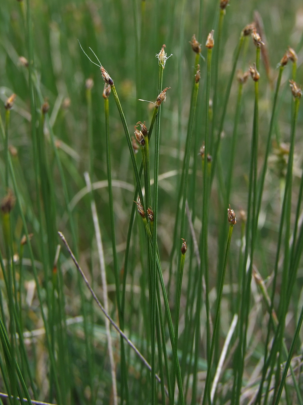 Изображение особи Trichophorum cespitosum.