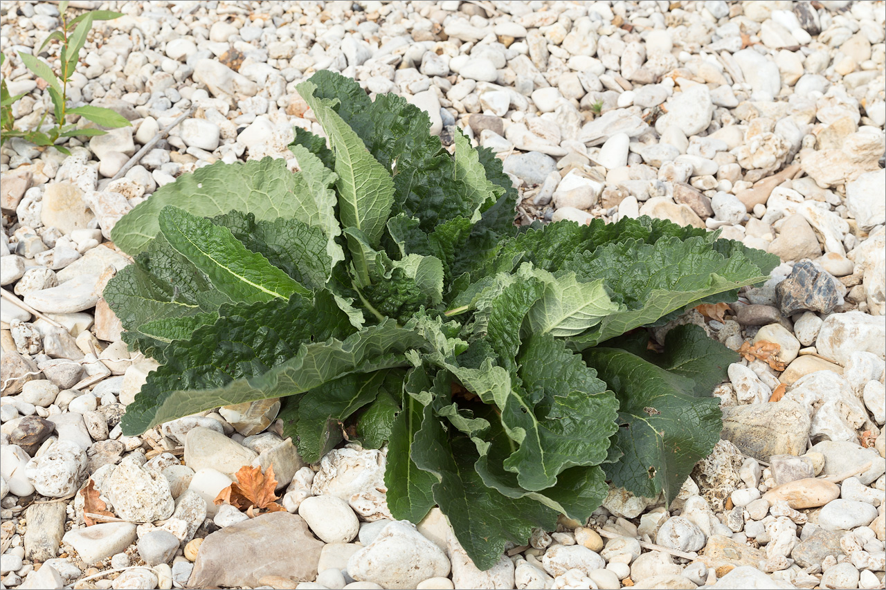 Image of genus Verbascum specimen.