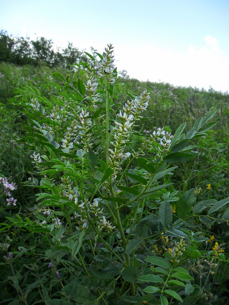 Image of Glycyrrhiza glabra specimen.