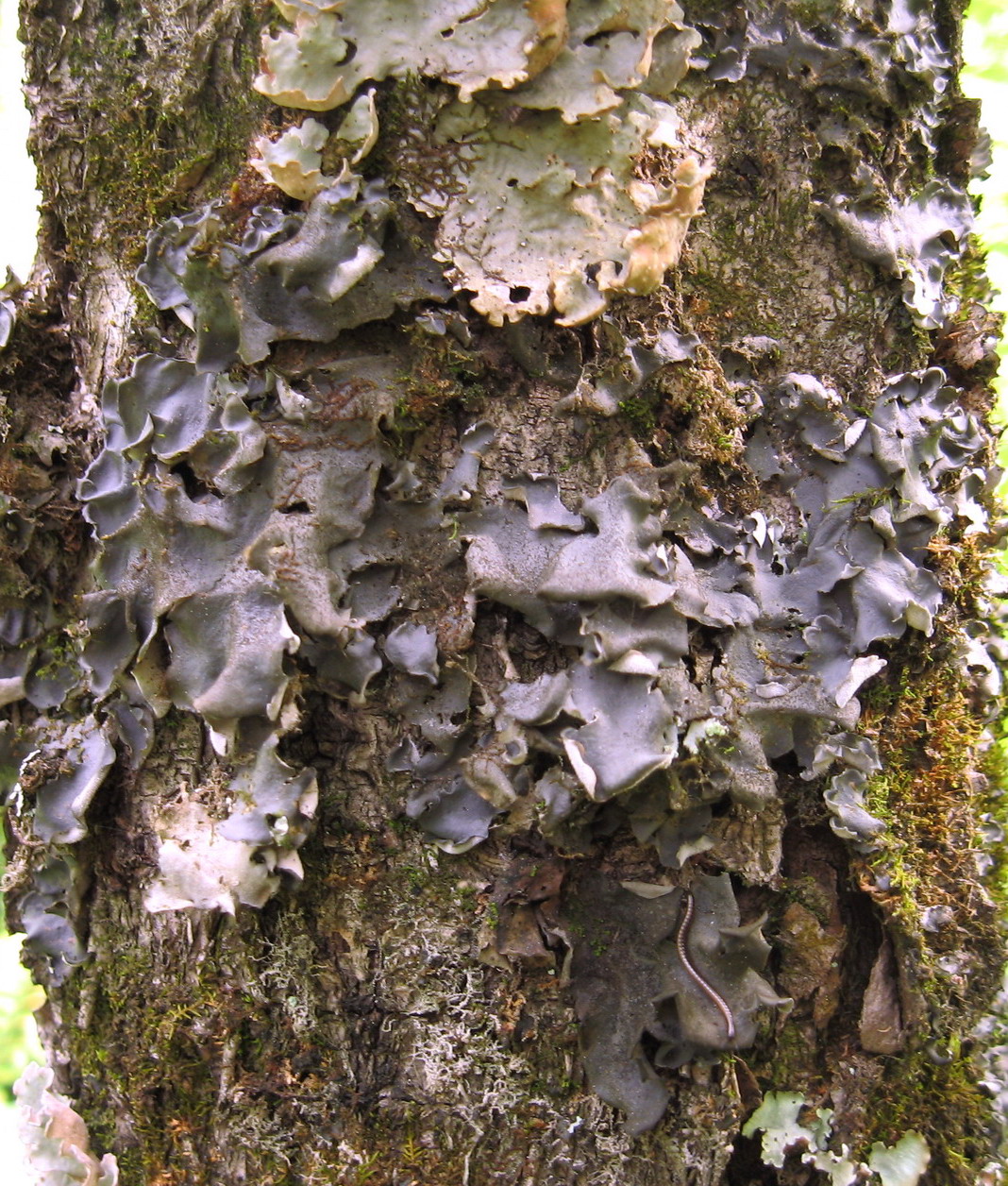 Image of Leptogium burnetiae specimen.