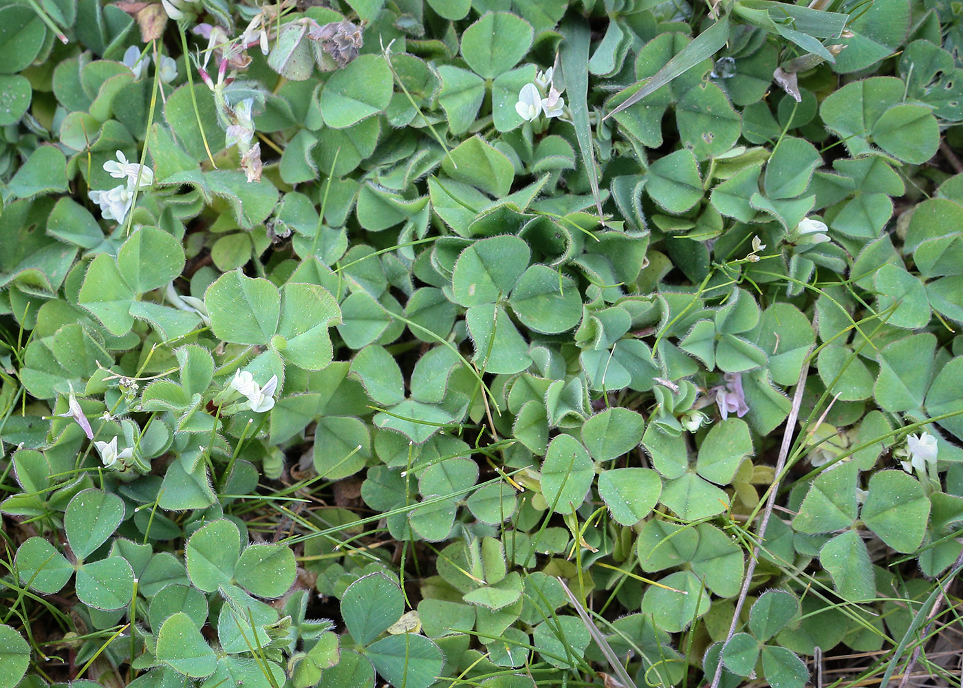 Image of Trifolium subterraneum specimen.