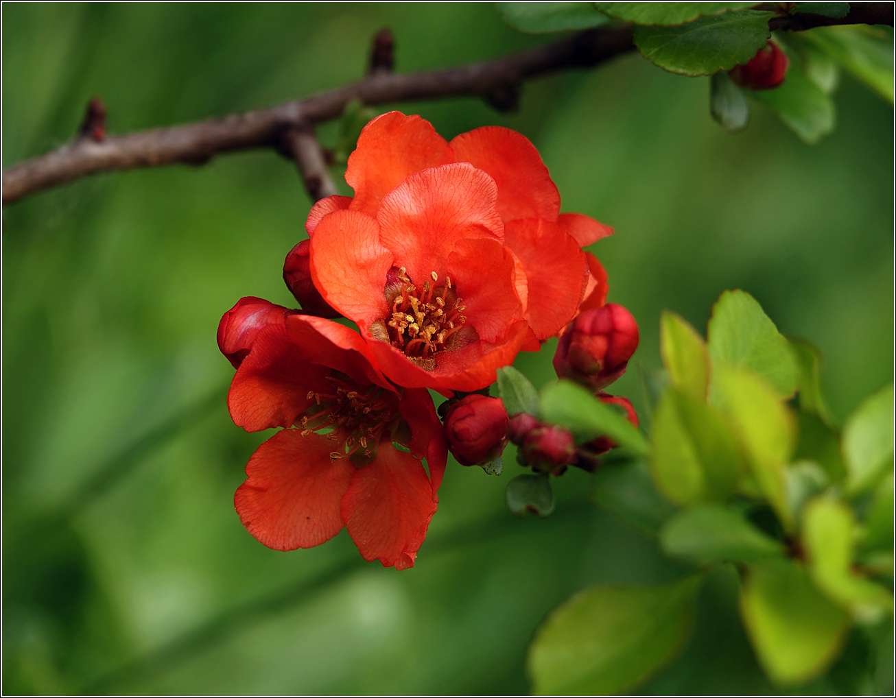 Image of Chaenomeles japonica specimen.