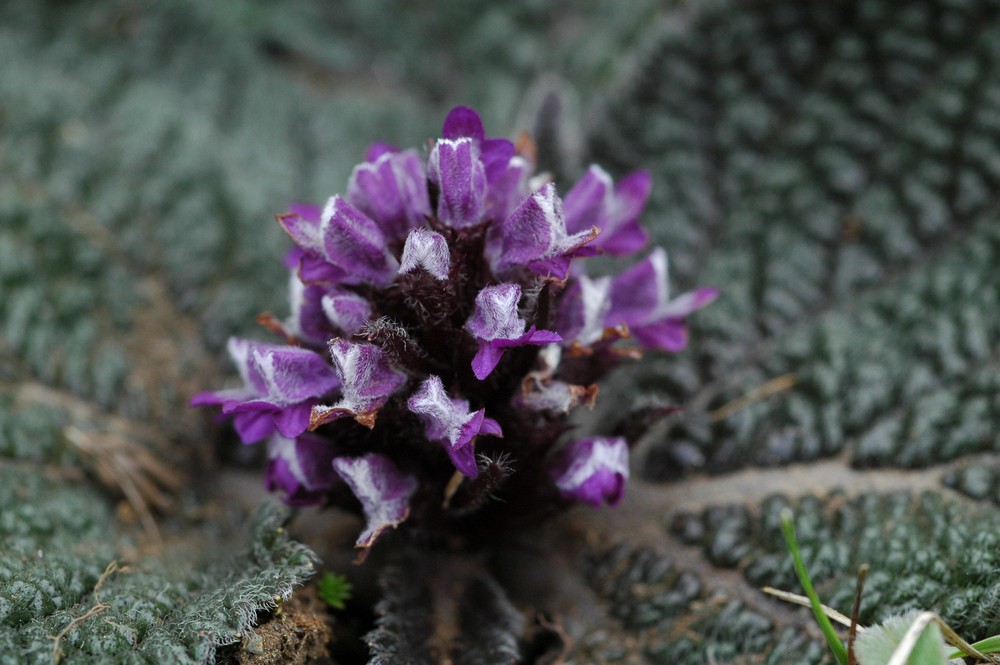 Изображение особи Lamiophlomis rotata.