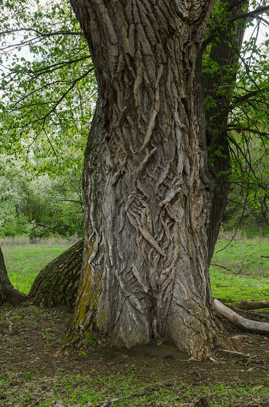 Image of Populus nigra specimen.