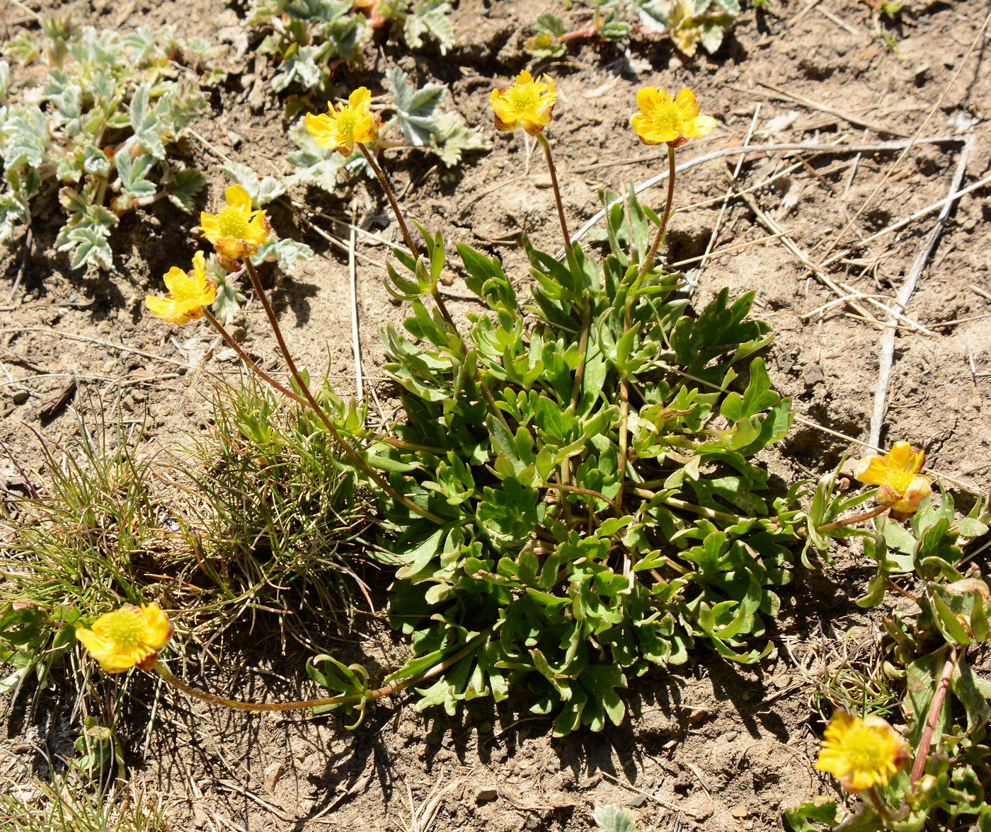 Изображение особи Ranunculus songaricus.