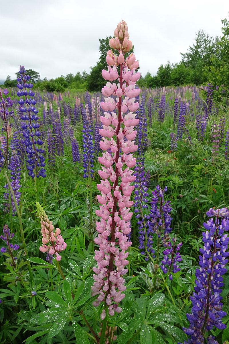 Изображение особи Lupinus nootkatensis.