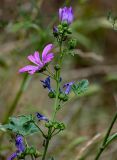 Malva sylvestris. Верхушка побега с цветками и бутонами. Грузия, г. Тбилиси, каменистый сухой склон. 10.06.2023.