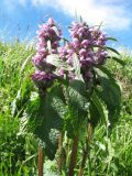 Phlomoides alpina. Верхушка цветущего растения. Восточный Казахстан, Южный Алтай, хр. Сарымсакты, пер. Бурхат, ≈ 1900 м н.у.м., субальпийский луг. 4 июля 2024 г.