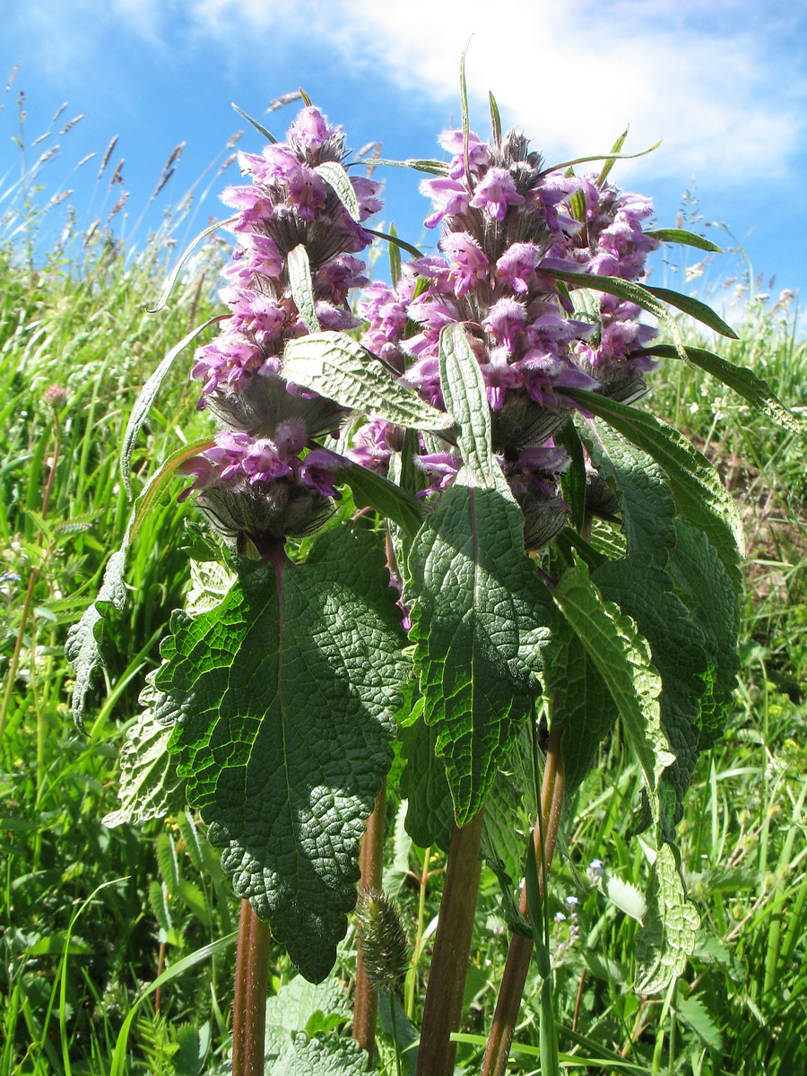 Image of Phlomoides alpina specimen.