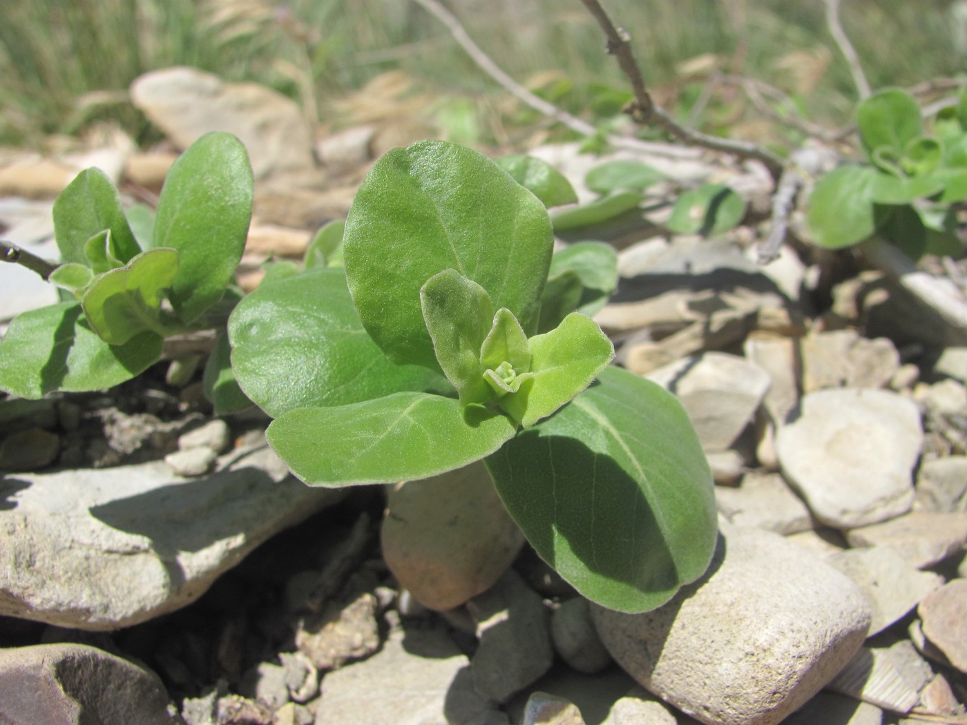 Image of Vitex trifolia ssp. litoralis specimen.