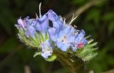 Echium vulgare. Верхушка соцветия. Узбекистан, Наманганская обл., Чустский р-н, верховье кишлака Гова (G'ova), зона отдыха \"Нур\", Ферганская долина. 23.07.2024.