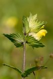 Rhinanthus vernalis. Верхушка цветущего растения. Карачаево-Черкесия, Урупский р-н, хр. Загедан, долина Ацгарских озёр, ≈ 2600 м н.у.м., альпийский луг. 09.08.2024.