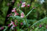 Impatiens glandulifera. Верхушка побега с соцветием с цветками, бутонами и завязавшимися плодами. Московская обл., Одинцовский гор. округ, окр. дер. Аниково, берег р. Москва, у воды. 18.08.2024.