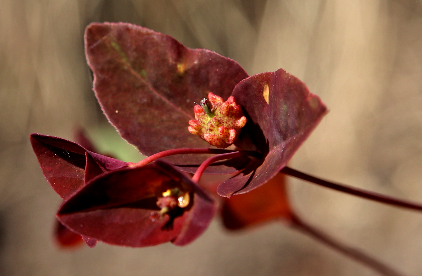 Изображение особи Euphorbia dulcis.