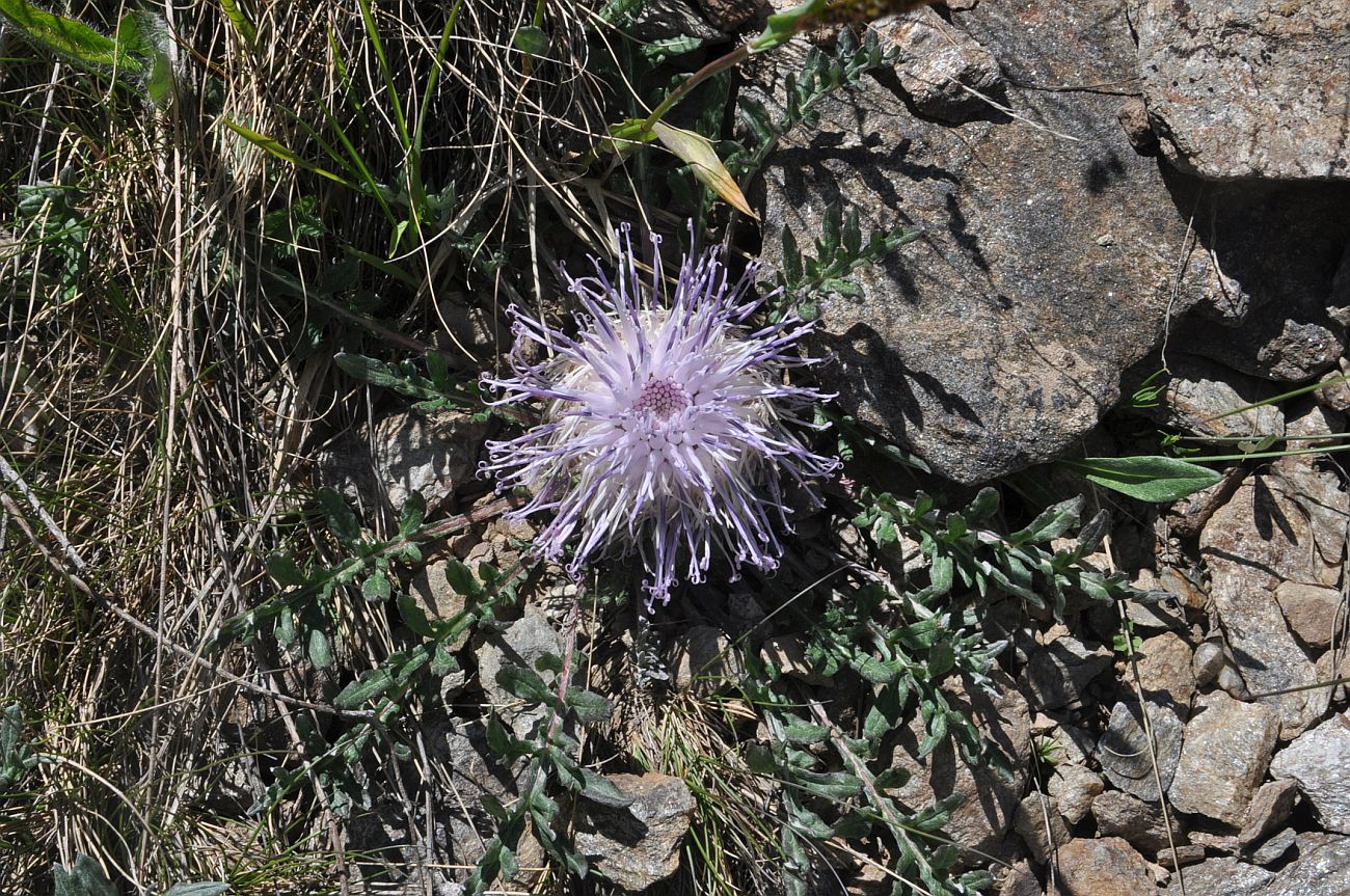 Image of Jurinella subacaulis specimen.