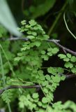 genus Thalictrum. Лист. Чечня, Шаройский р-н, долина р. Цесиахк в 1,8 км выше водопада Цеси, выс. 1770 м н.у.м., луг. 27 июня 2024 г.