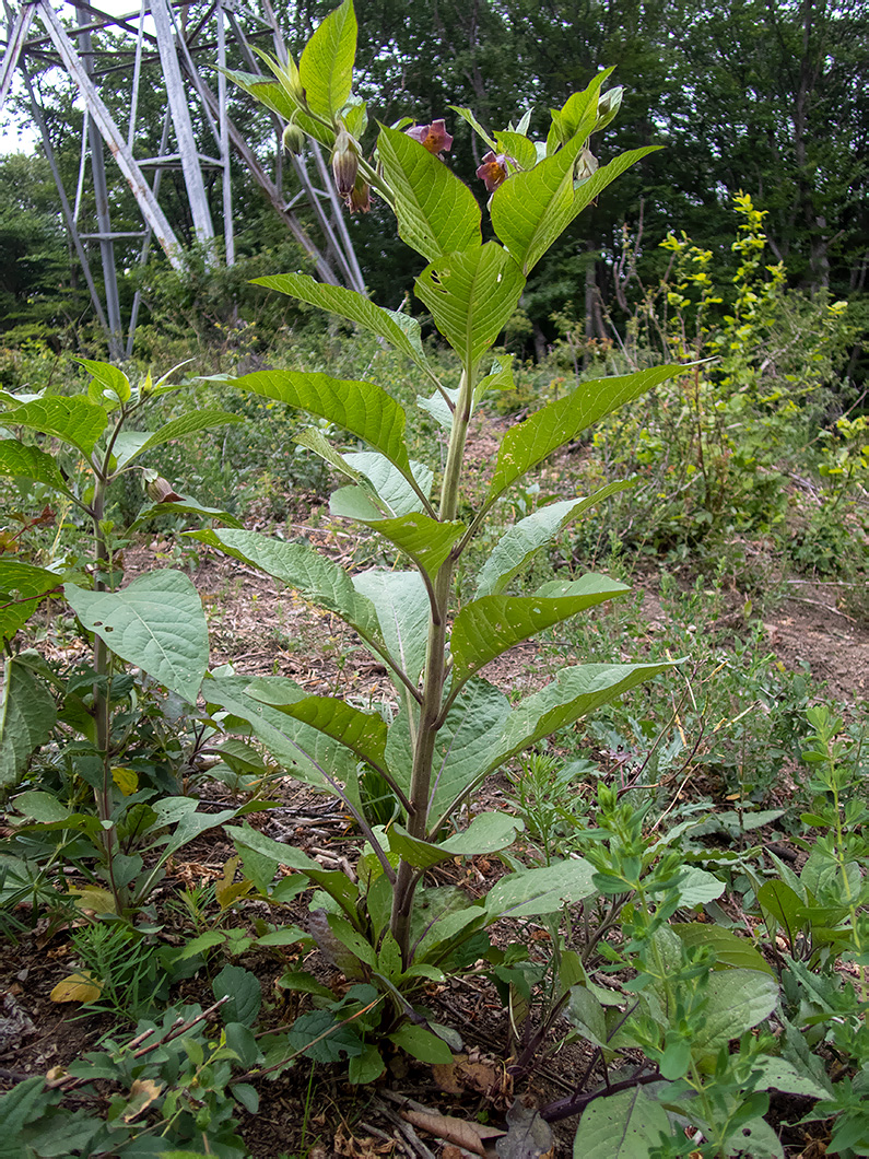 Image of Atropa bella-donna specimen.