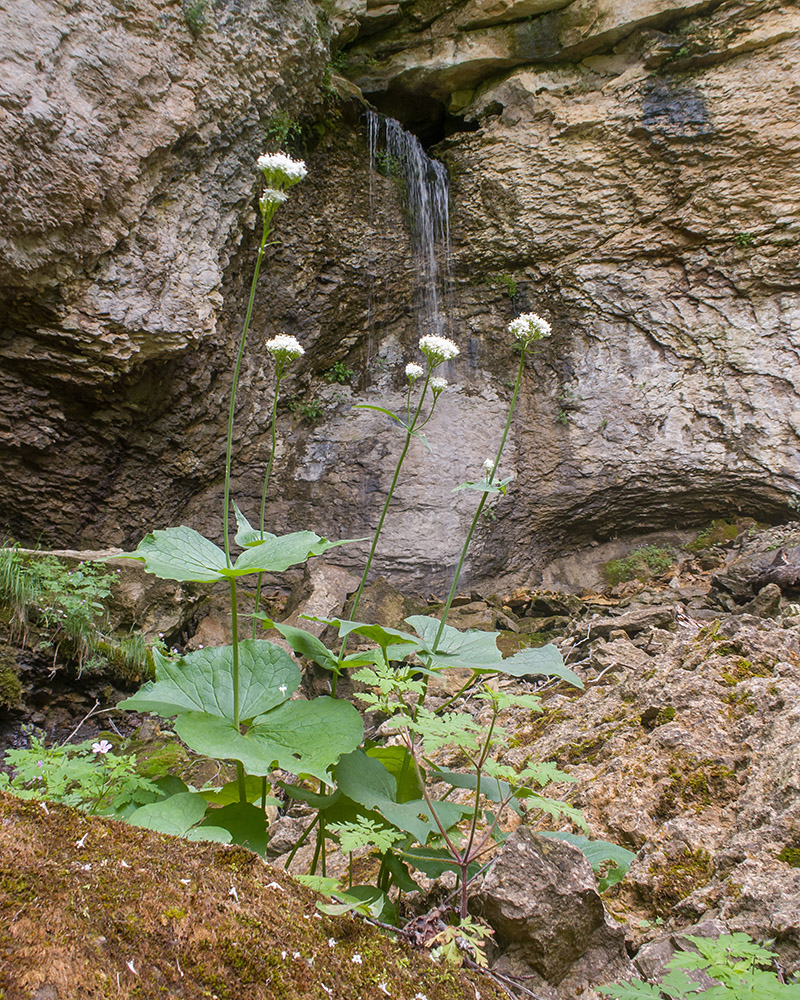 Image of Valeriana alliariifolia specimen.