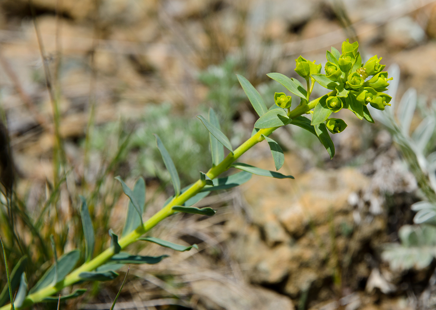 Изображение особи род Euphorbia.