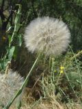 Tragopogon capitatus. Верхушка побега с соплодием. Узбекистан, Ферганская дол., Андижанская обл., Ходжаабадский р-н, окр. кишлака Имомота. 13.06.2015.