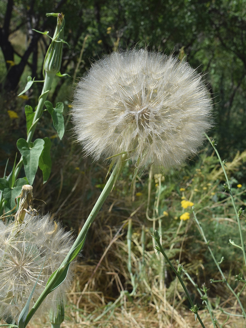 Image of Tragopogon capitatus specimen.