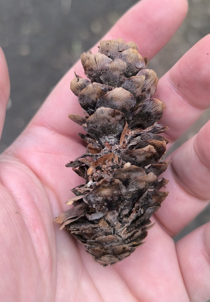 Изображение особи Picea × fennica.