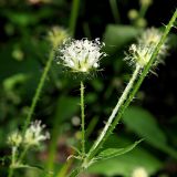 Смотреть изображение Dipsacus pilosus