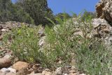 Vicia ervilia