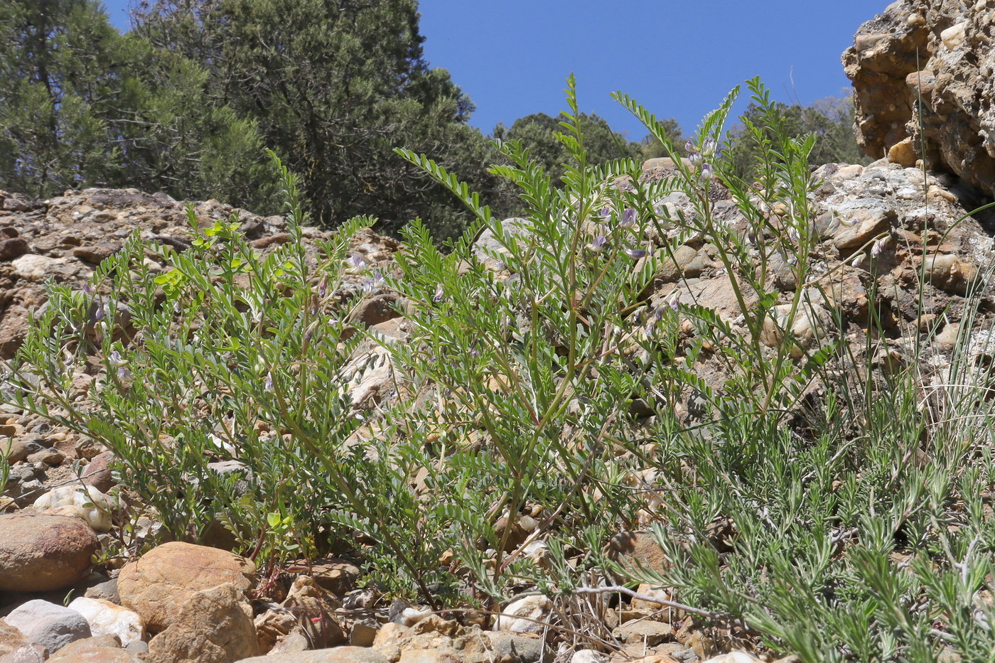 Image of Vicia ervilia specimen.
