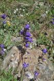View full-size image Campanula collina