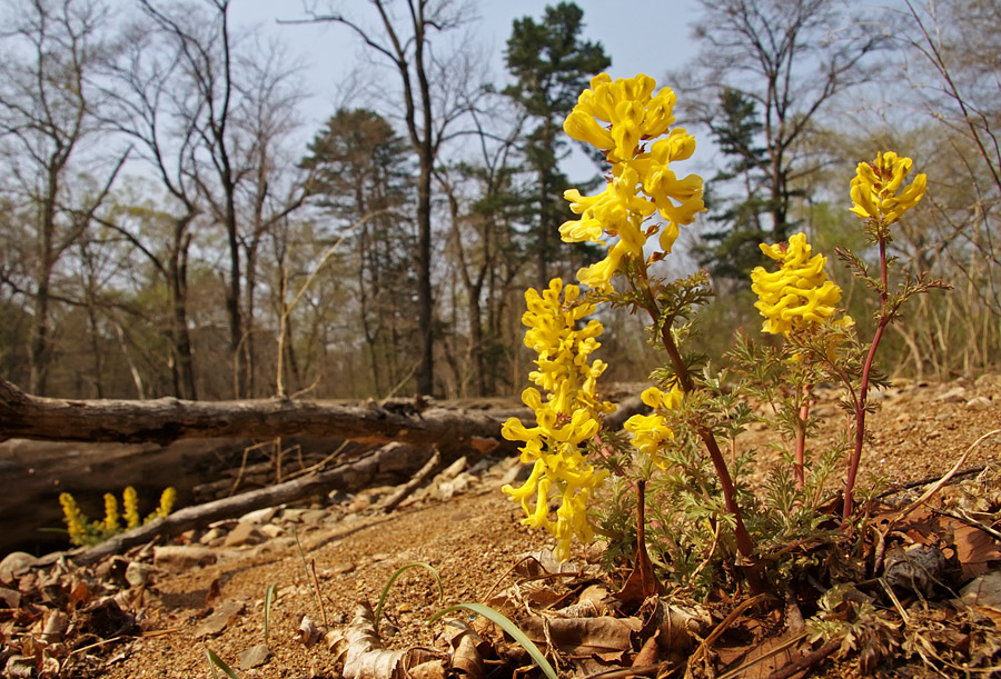 Image of Corydalis speciosa specimen.