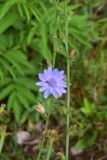 View full-size image Cichorium intybus