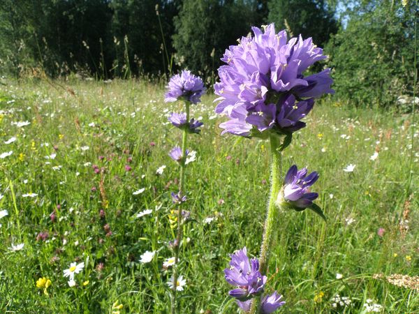 Image of Campanula cervicaria specimen.