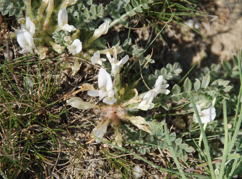 Изображение особи Astragalus rupifragus.