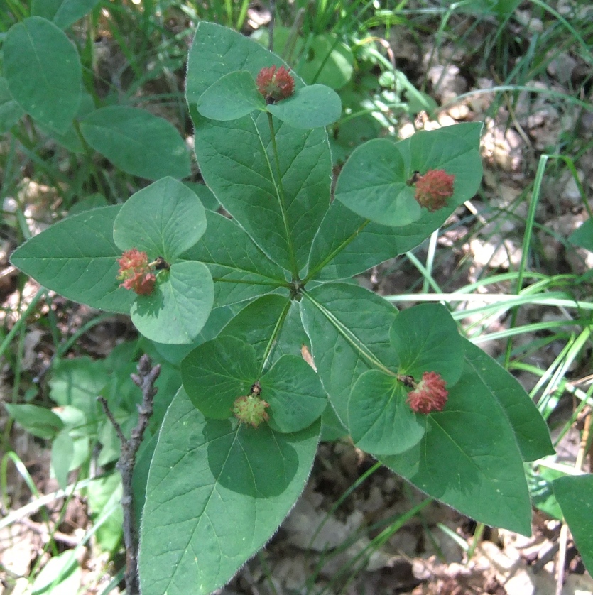 Изображение особи Euphorbia squamosa.