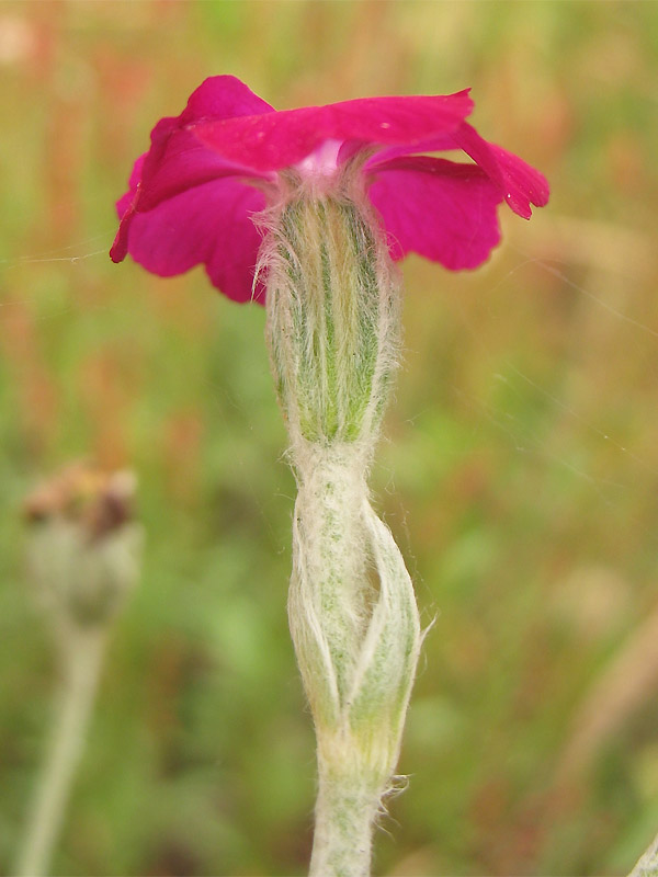 Изображение особи Lychnis coronaria.