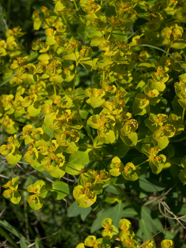 Image of Euphorbia stepposa specimen.