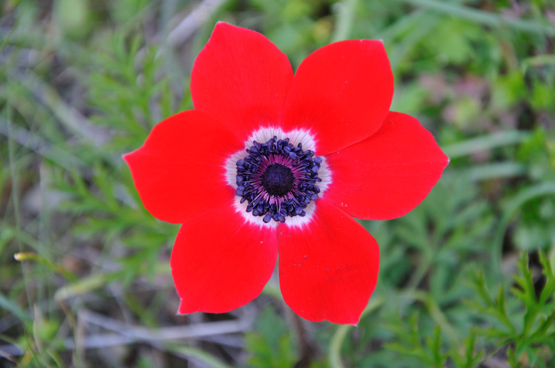 Изображение особи Anemone coronaria.